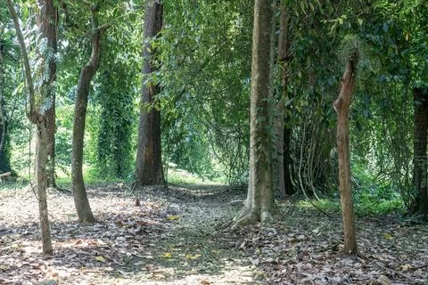 Tropical Forest Path with Trees and Lianas Stock Photos