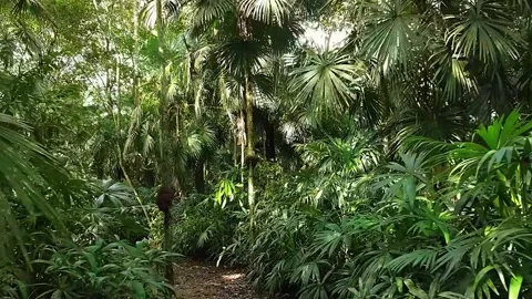 Tropical Forest Pathway Stock Footage 323143308