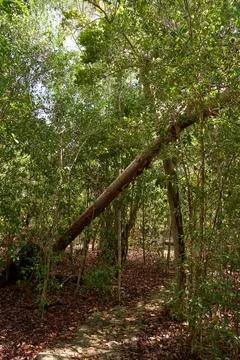 Tropical forest pathway leading into dense cuban woodland 스톡 사진