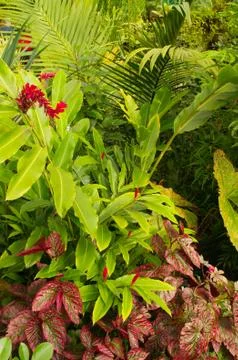 Tropical forest Stock Photos