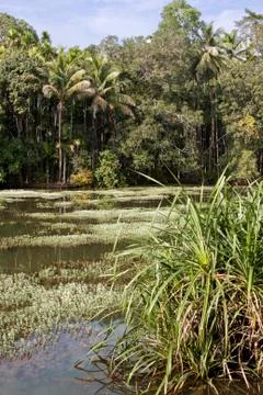 Tropical forest Stock-Fotos