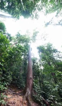 Tropical forest Fotos Stock