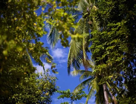 Tropical forest Stock Photos