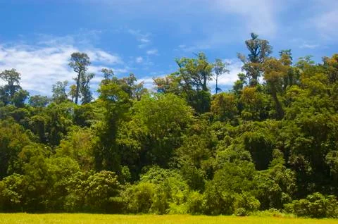 Tropical forest Foto stock