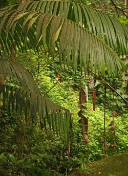 Tropical forest Stock Photos