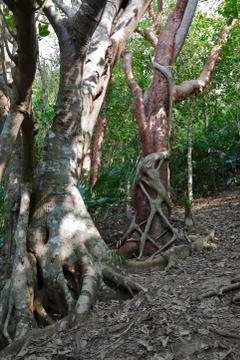 Tropical forest Stock Photos