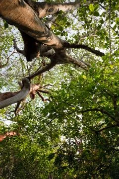 Tropical forest Stock Photos