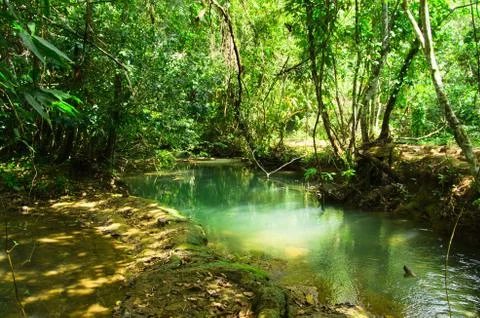 Tropical forest Stock-Fotos
