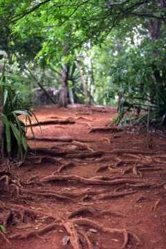 Tropical forest Stock Photos