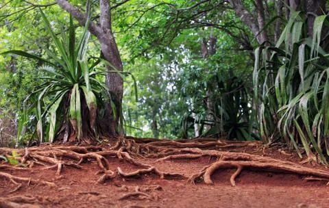 Tropical forest Stock Photos