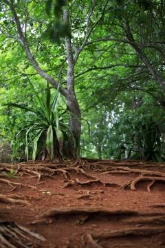 Tropical forest Stock Photos