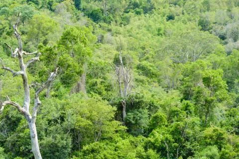 Tropical forest Stock Photos