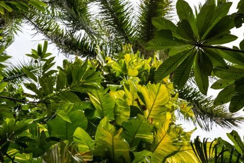 Tropical forest Foto stock