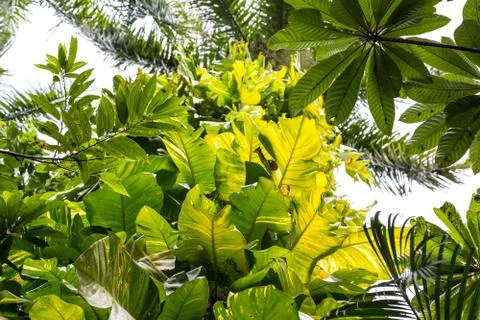 Tropical forest Stock Photos