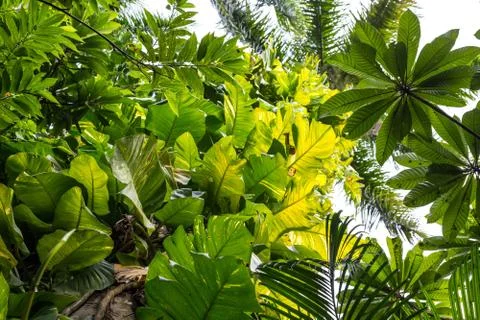 Tropical forest Stock Photos