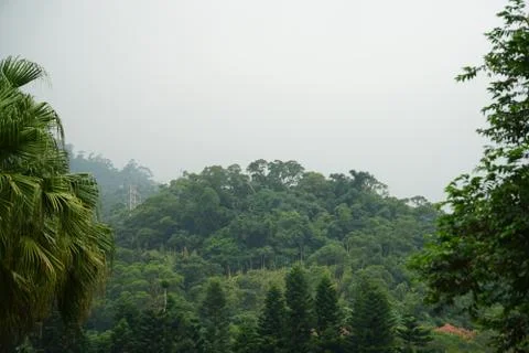 Tropical forest Stock Photos