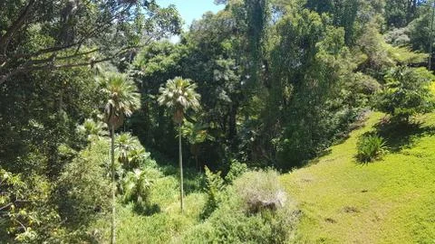 Tropical Forest Stock Photos