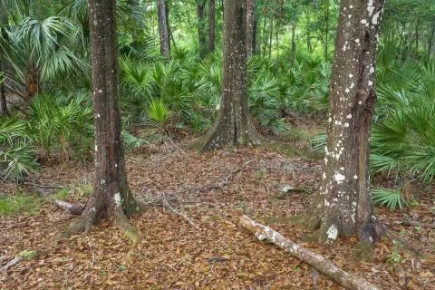 Tropical forest Stock Photos