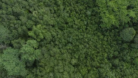 Tropical forest Stock Photos