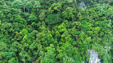 Tropical forest Stock Photos