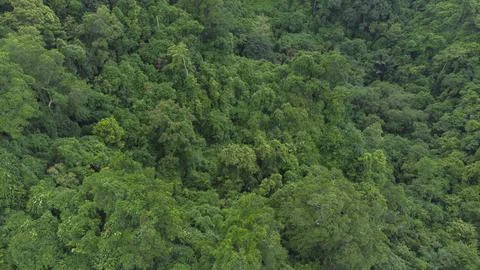 Tropical forest Stock Photos