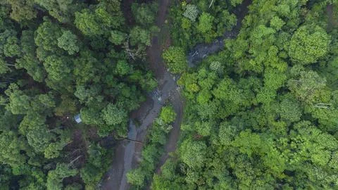 Tropical forest Stock Photos