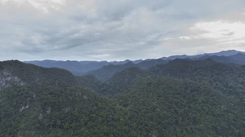 Tropical forest Stock Photos