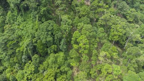 Tropical forest Stock Photos