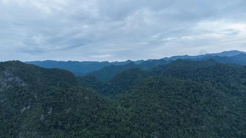 Tropical forest Stock Photos