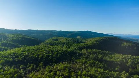 Tropical forest Stock Photos
