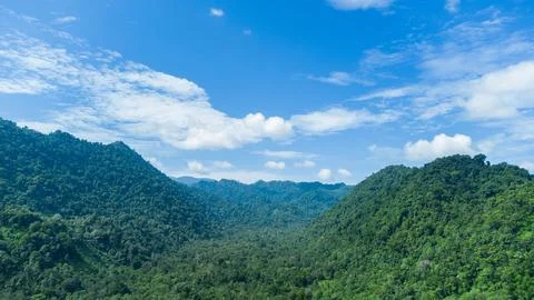 Tropical forest Stock Photos