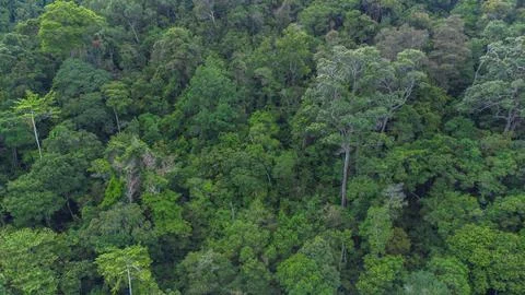 Tropical forest Stock Photos