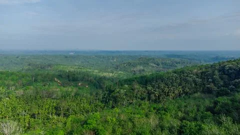 Tropical forest Stock Photos