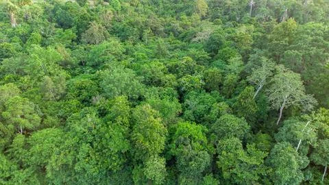 Tropical forest Stock Photos