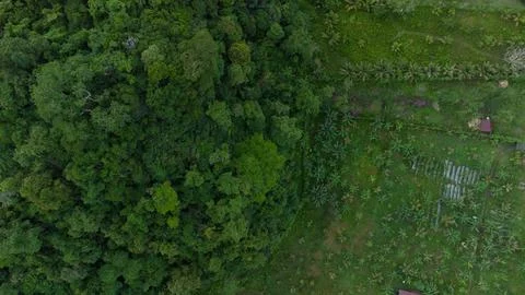 Tropical forest Stock Photos