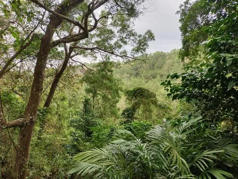 Tropical Forest 스톡 사진