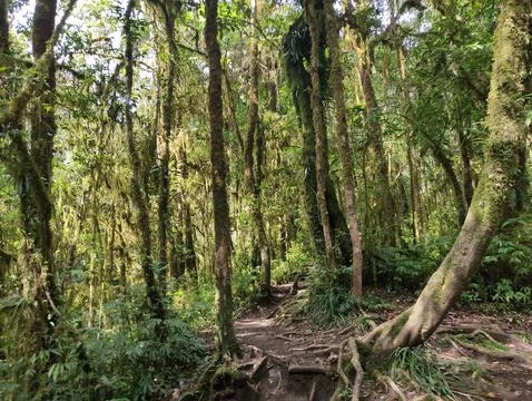 Tropical forest Stock Photos