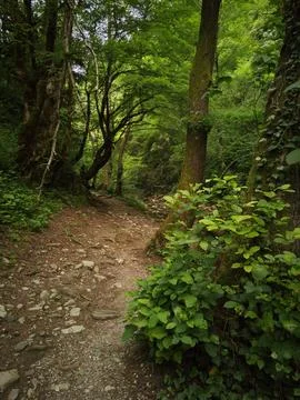A tropical forest 스톡 사진