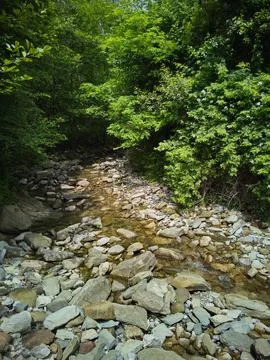 A tropical forest Stock Photos