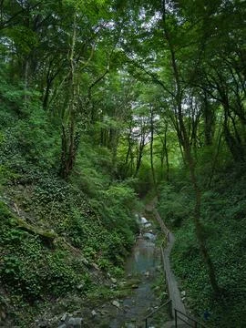 In the tropical forest Stock Photos