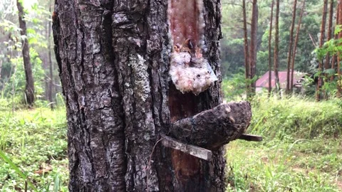 Tropical Forest Pine Resin Video Footage Stock Footage 244336586