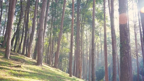 Tropical forest with pine tree on mountain in springtime Stock Footage 301508975