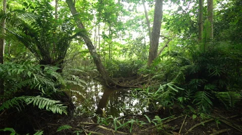 Tropical forest with pond Video stock 45534452