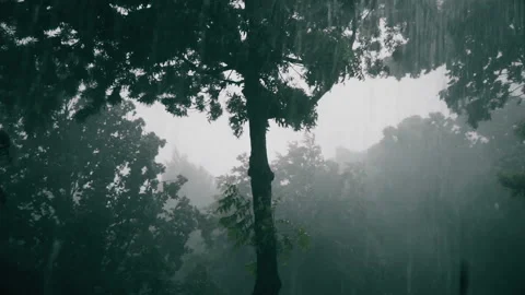 Tropical forest rain that may represent climate change or hurricane season Video stock 178976115