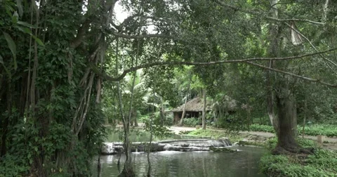 Tropical forest with river in Cuba Video stock 62379517