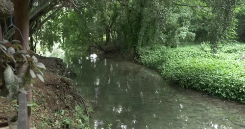 Tropical forest with river in Cuba 库存影片 62379646