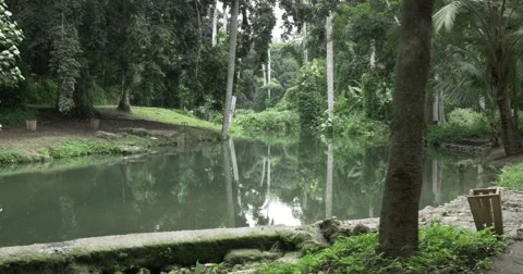 Tropical forest with river in Cuba Video stock 62379737
