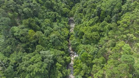 Tropical forest river Stock Photos