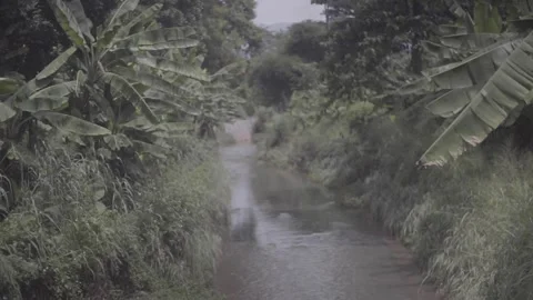 Tropical Forest by the River SLOG 2 Sony a7ii Stock Footage 297855193