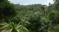 Tropical Forest in Samui Island, Amazing Thailand, Palm Tree, Tropical Plants HD Footage